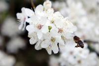Abeille qui butine une fleur au printemps à l'Arboretum d'Amance de Champenoux