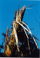 Chandelle de pin cassé par la tempête de 1999 à l'Arboretum d'Amance de Champenoux
