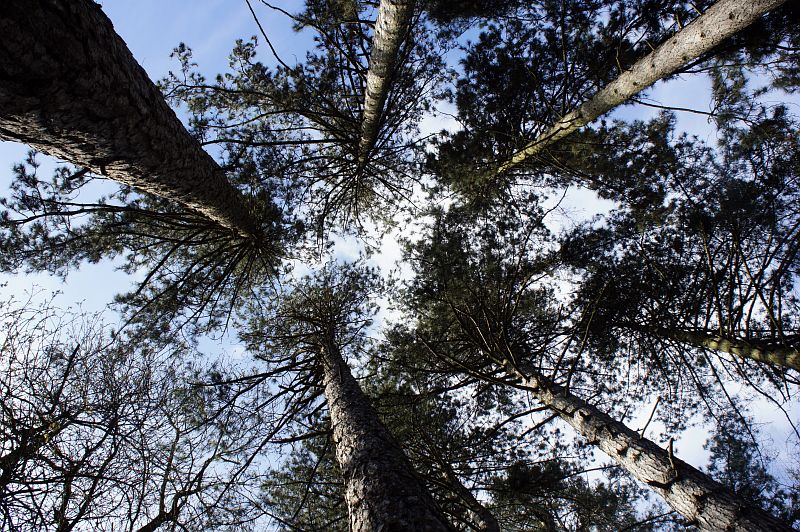 Grands arbres vu du sol montrant les records de l'Arboretum d'Amance de Champenoux